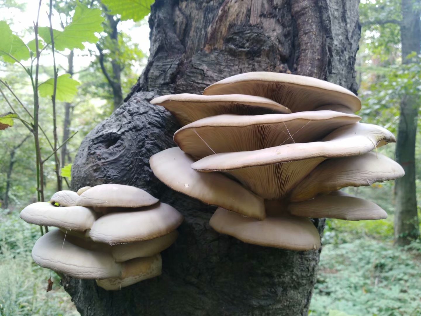 远征三晋凯旋还，飓风众人把酒欢