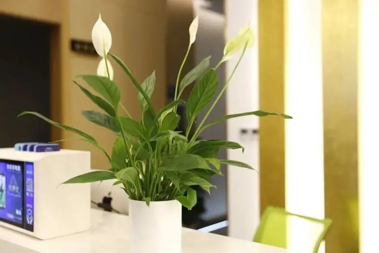 足道299套买一送一,价值269元单人养生足道套餐