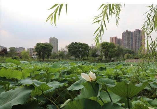 成都市三原外国语学校如何,成都市三原外国语学校视频