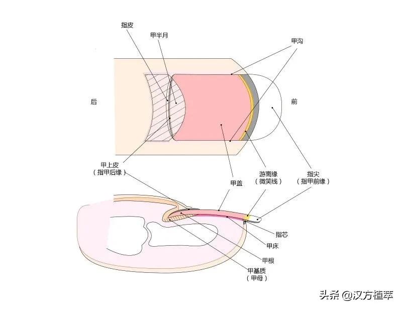 不想做美甲但是又想要长指甲,做美甲伤指甲怎么恢复