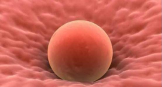 你了解人工授精吗,你了解你的卵泡吗