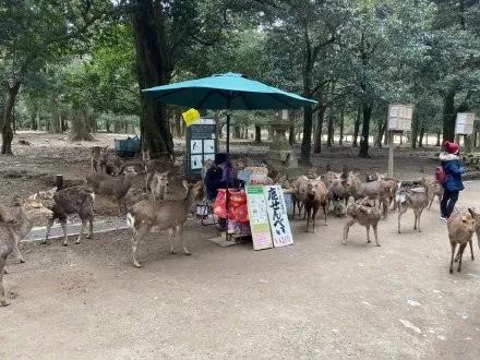 因疫情影响旅游,受疫情影响的日本旅游业