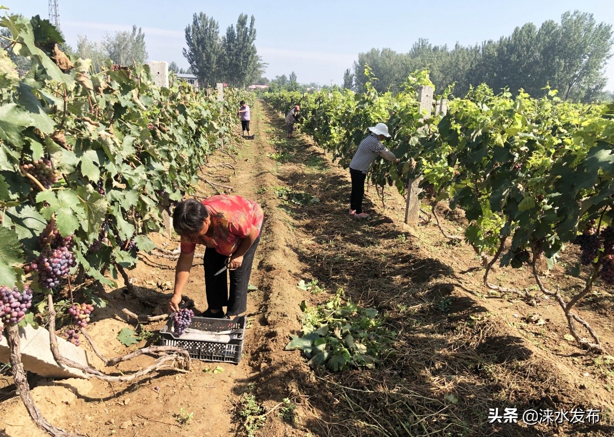 鐖卞績鍔╁啘鑻规灉鏂伴矞閲囨憳,鐖卞績浼佷笟鍔╅攢钁¤悇