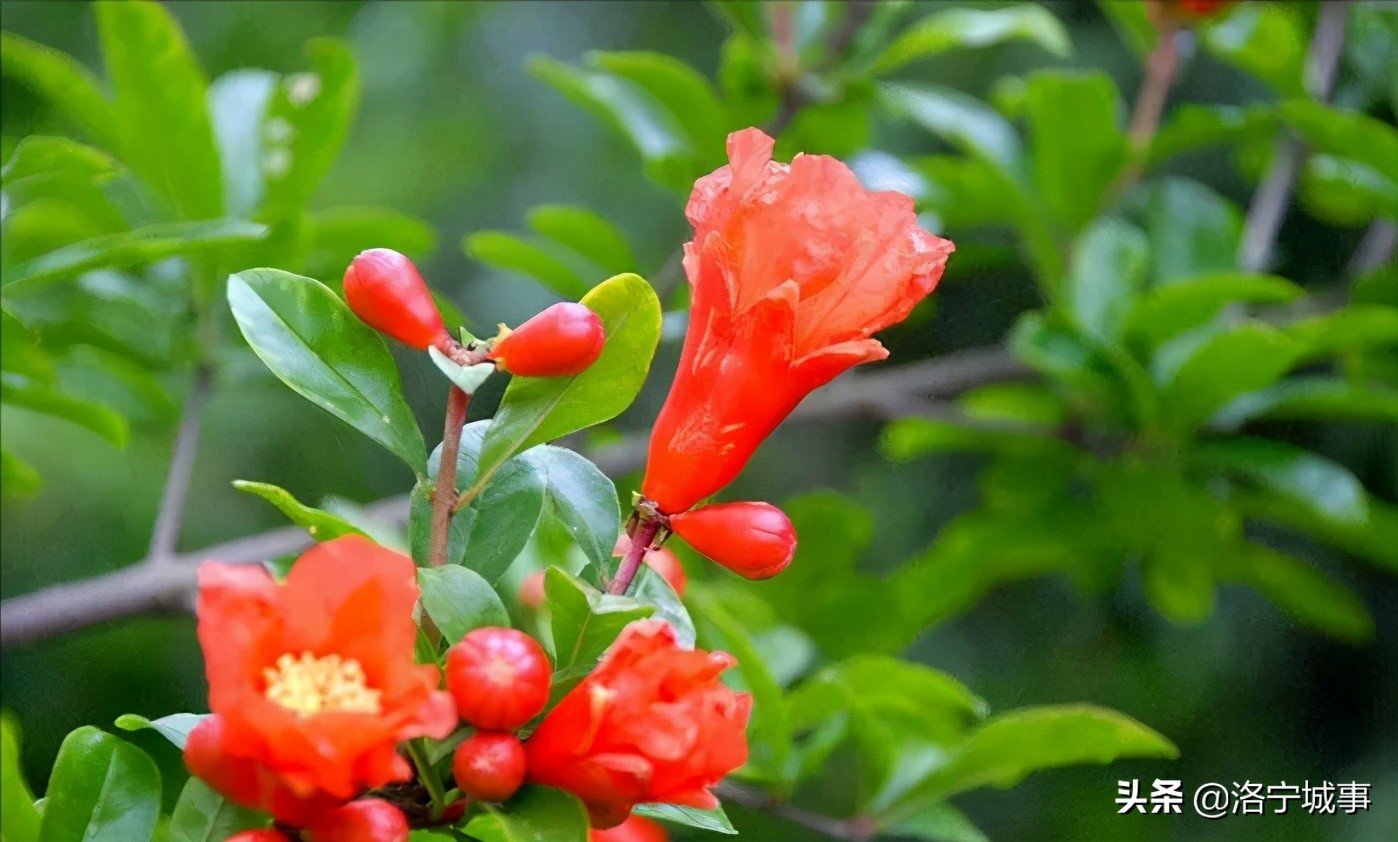 洛阳洛宁张便玲——石榴说明书