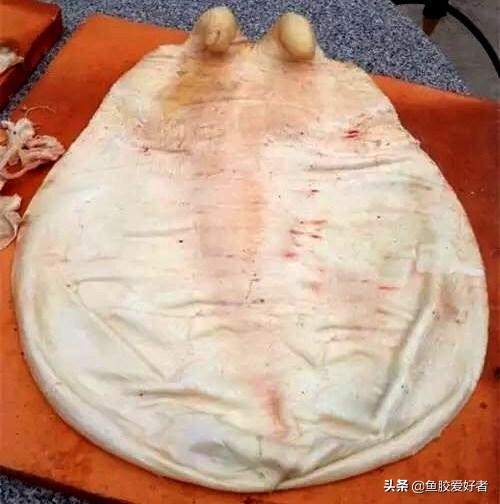 花胶和花胶的区别图片,假花胶与真花胶有什么区别