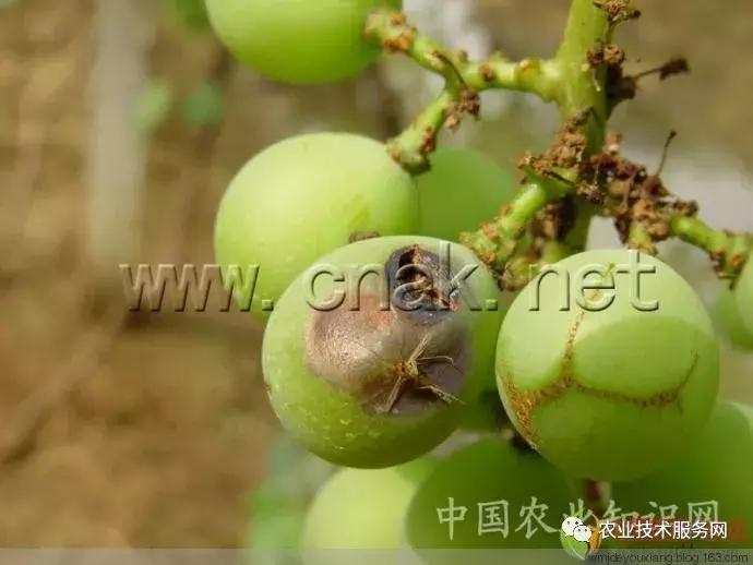 葡萄花前主要病害,葡萄病害图片大全大图