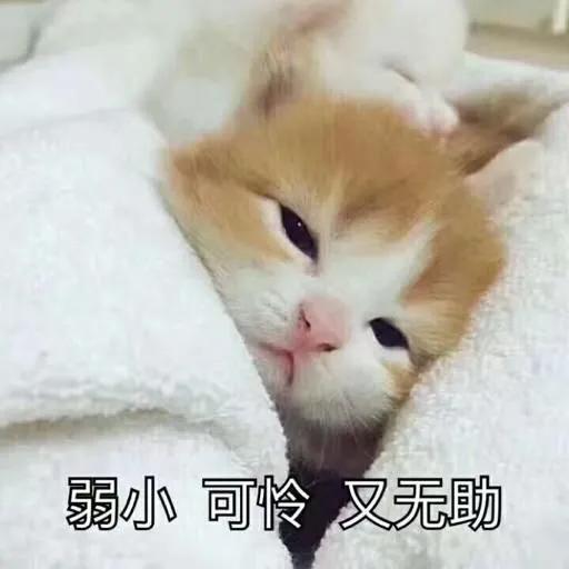 猫癣是猫咪常见的疾病,常见的猫咪皮肤病