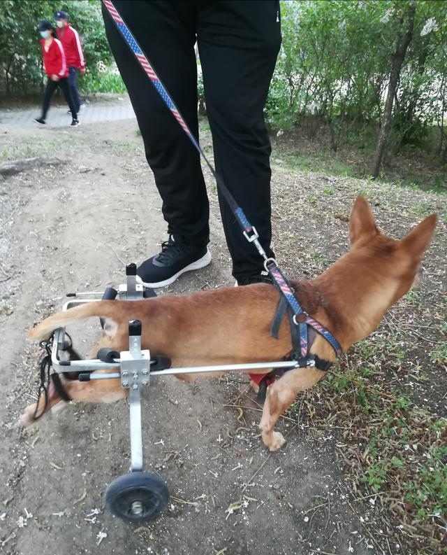 狗狗的腿断了用什么绑最好,狗狗的腿断了需要按摩吗