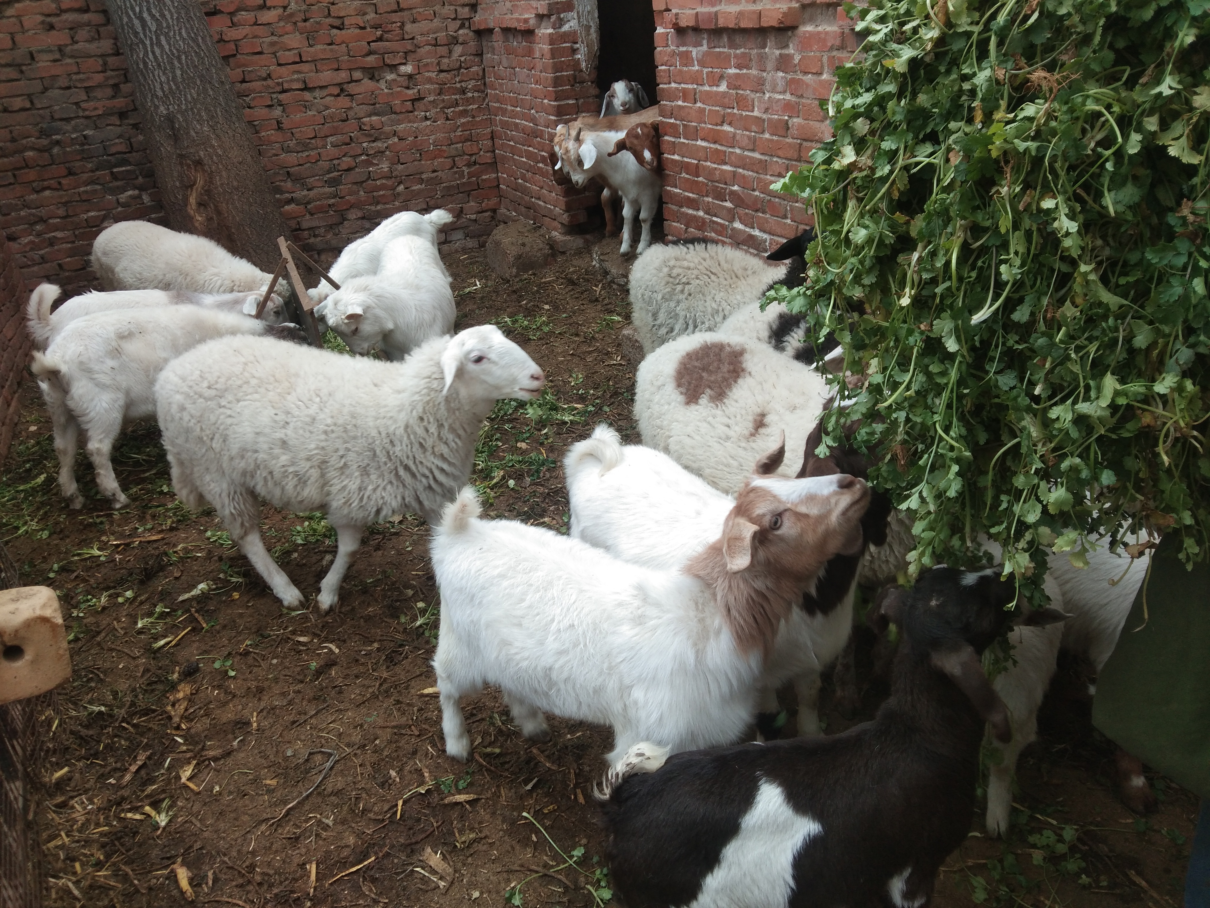 圈养和放养的感悟,圈养宠物的感悟