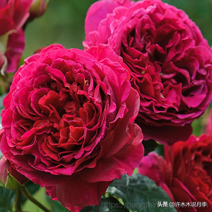 买到假月季苗怎么办,怎样网购月季不受骗