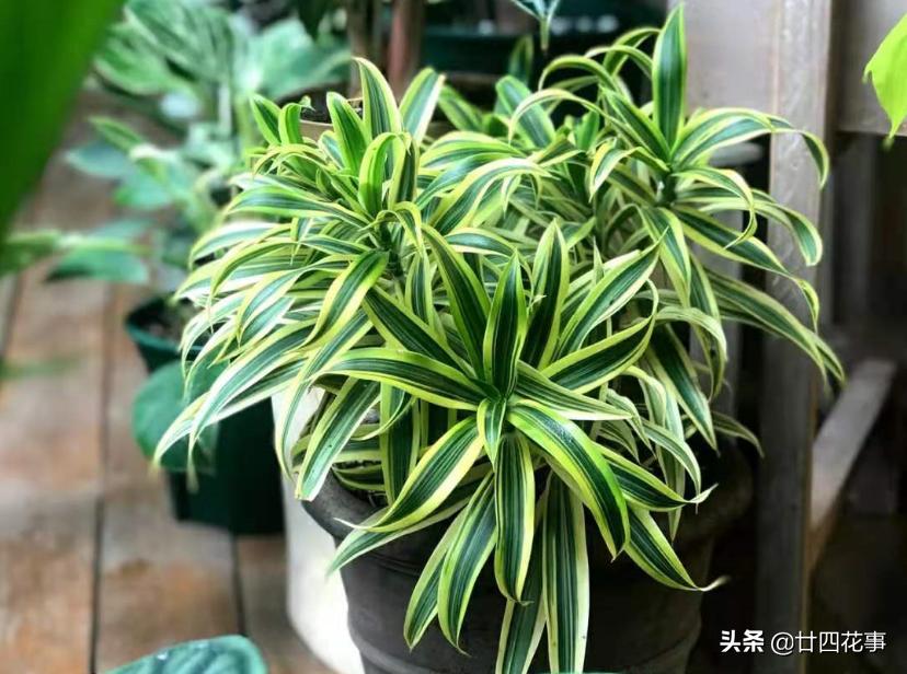 好看的喜阴室内小型绿植都有哪些,哪些绿植耐阴好养颜值高