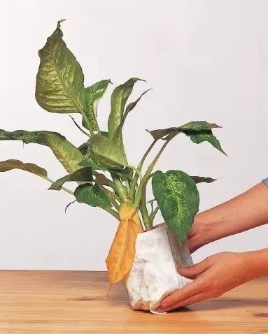 植物出现倒伏,怎样防止植物倒伏