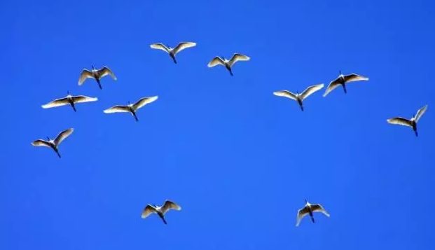 我们背诵并搜集了关于春天的古诗,描写春天的100首古诗三年级下