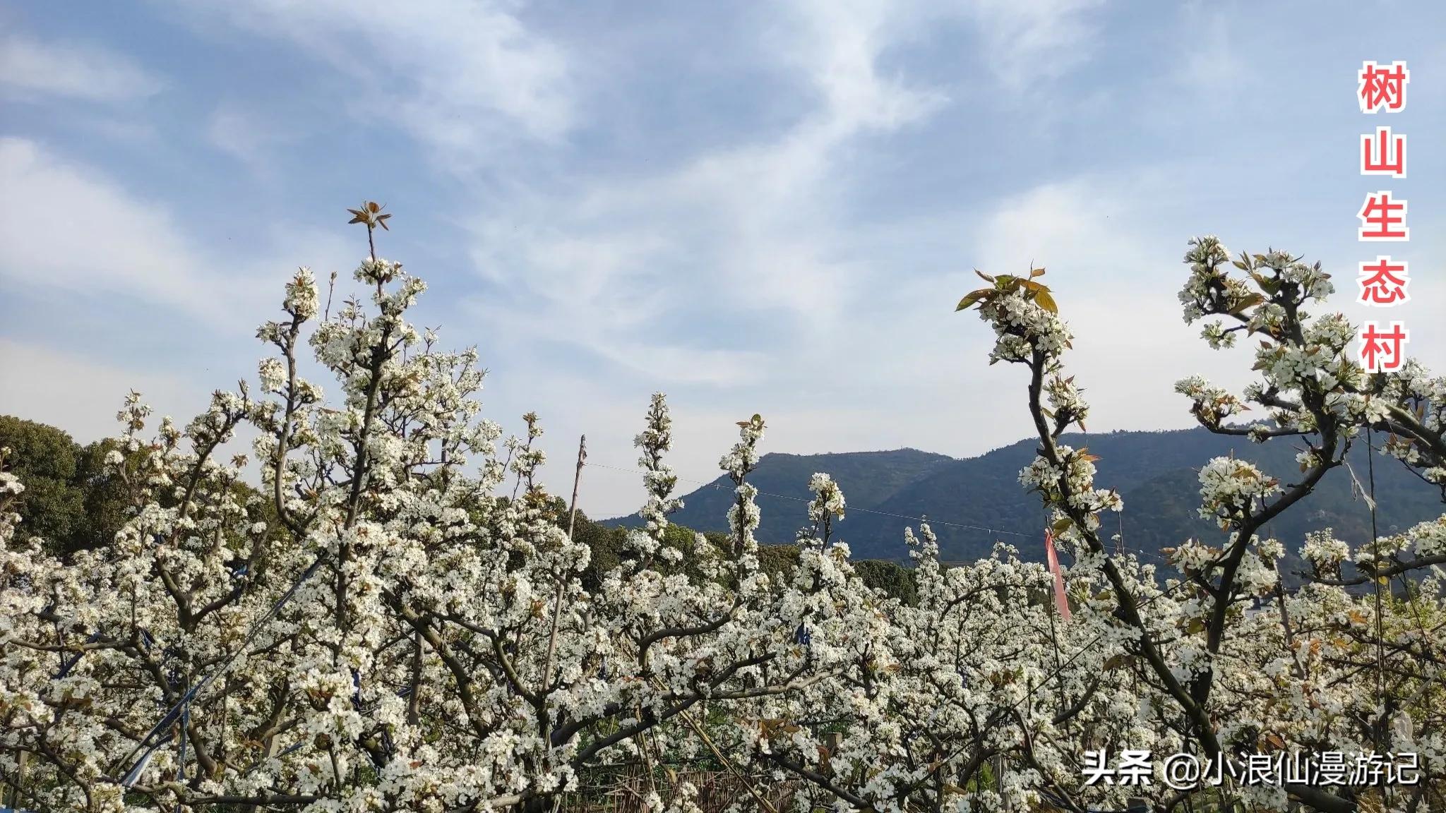 苏州免费景点排名榜前十名,苏州60岁免费景点大全