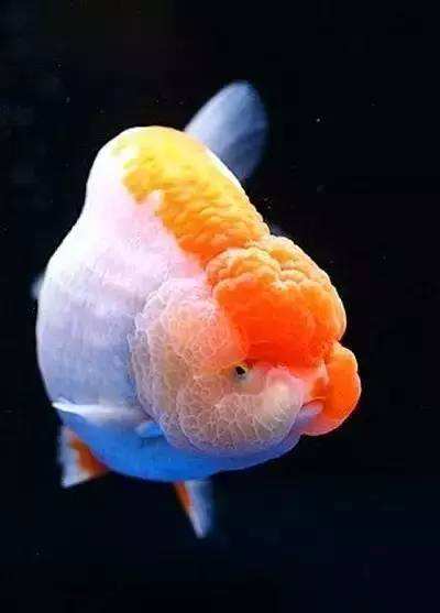 各种金鱼的特点都是什么,品种繁多的金鱼是由什么决定的