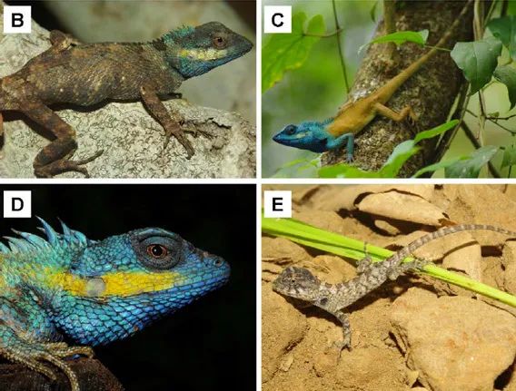 它是蓝颜祸水还是蓝颜薄命,都与你我有关