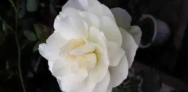 玫瑰有几种品种图片及名称,玫瑰品种分类名称及图片介绍