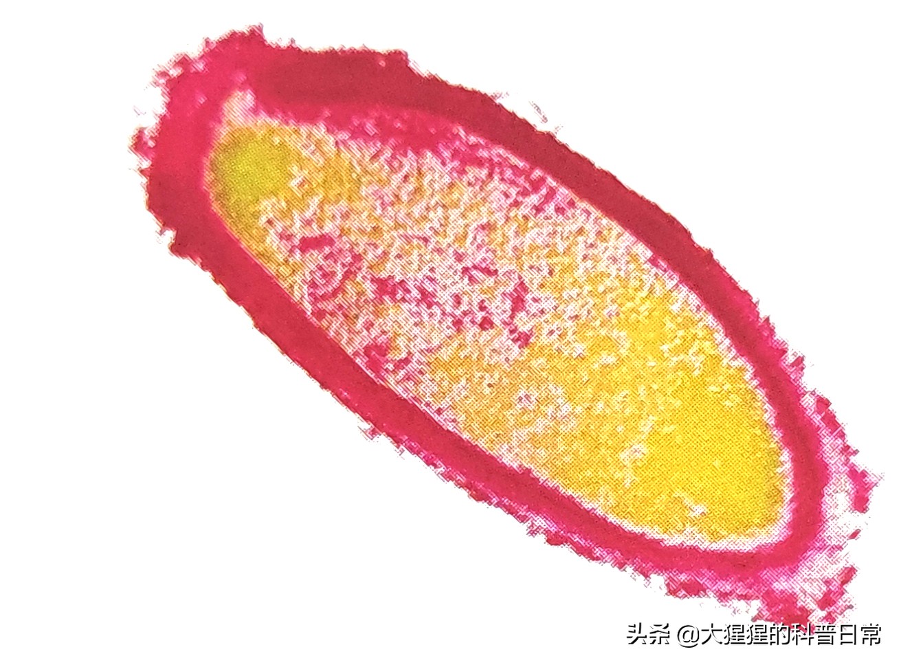 微生物原核生物,微生物照片原核生物