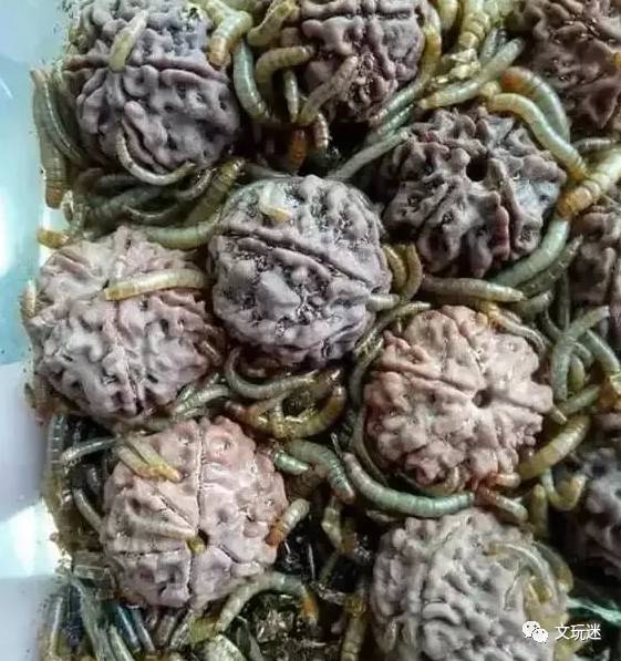 菩提手串长毛发霉有危害,菩提手串长虫子对我们有什么危害