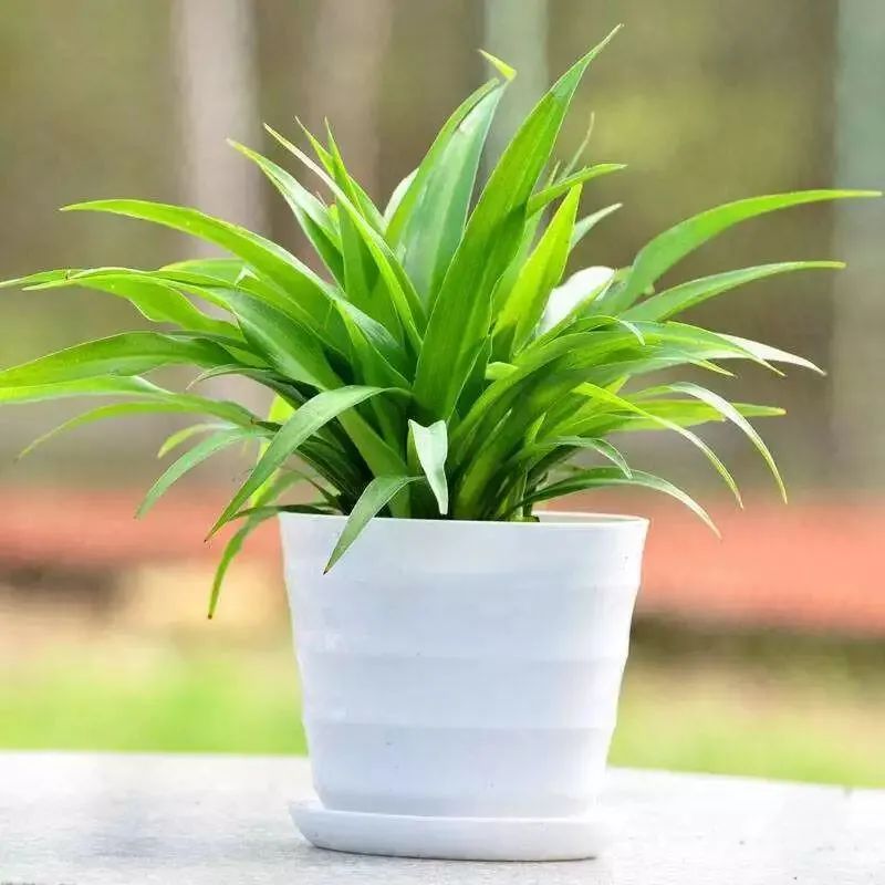 吊兰开花虽不惊艳却清新淡雅,哪种吊兰喜阴又好看好养