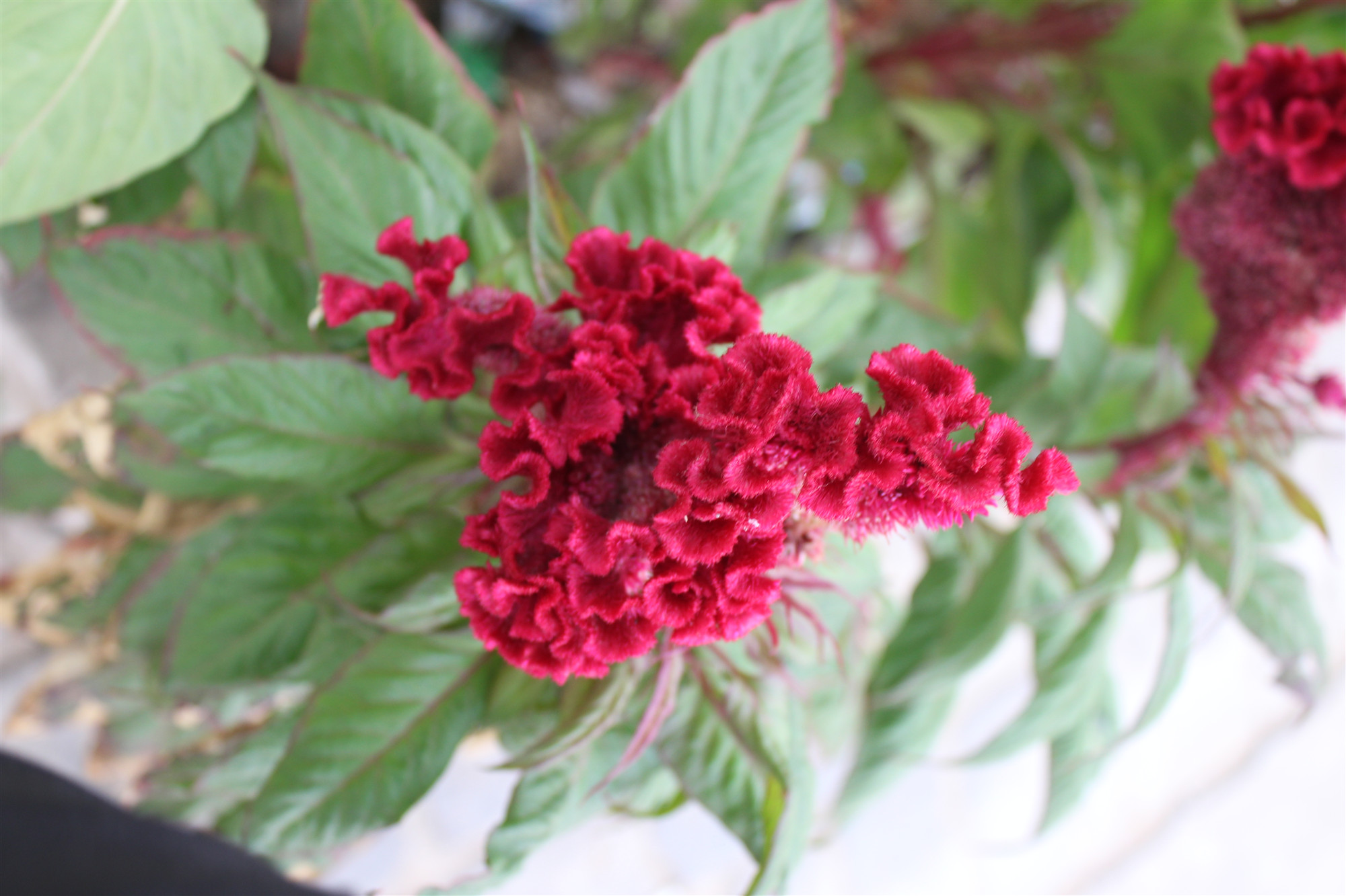 中药科普之车前子,中药科普之委陵菜与翻白草