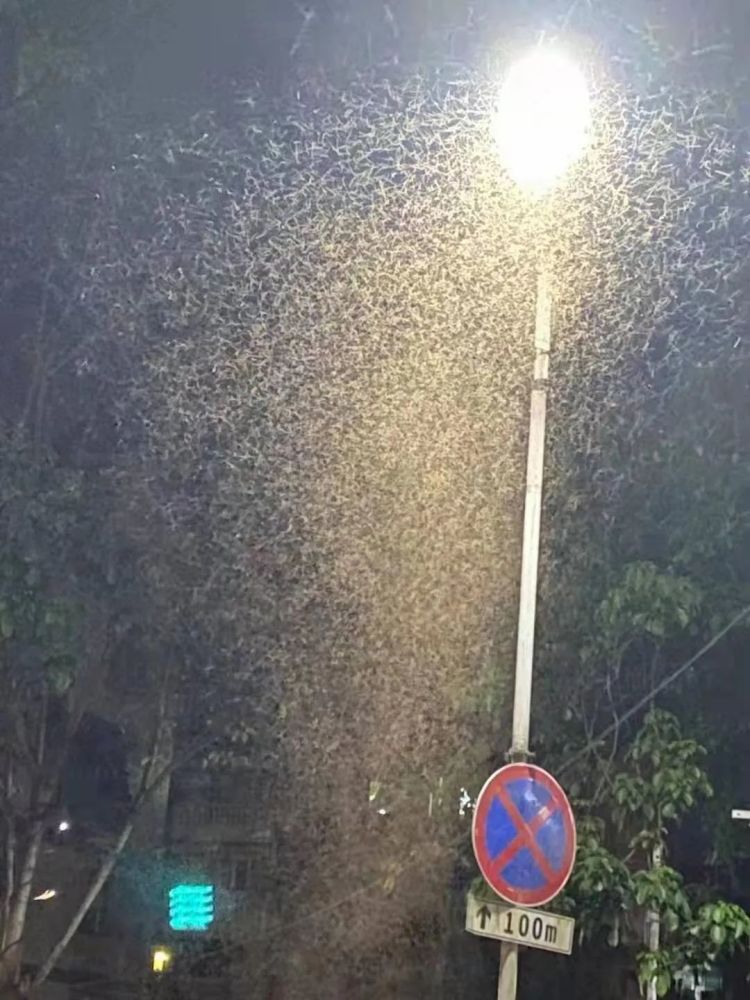 下雨天如何灭水蚁群,水蚁克星