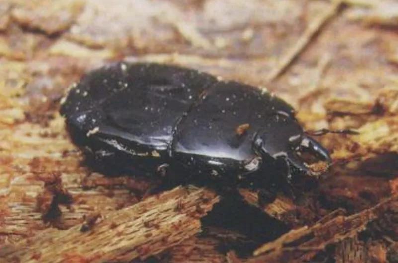 苍蝇的天敌和食物,苍蝇的克星食物