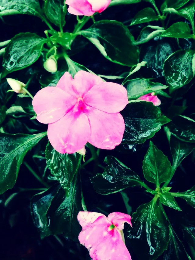 春雨到底是什么颜色的问题,春雨是什么颜色并说出原因