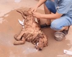 法斗中暑后没呼吸还能抢救过来吗,法斗狗狗中暑死亡了