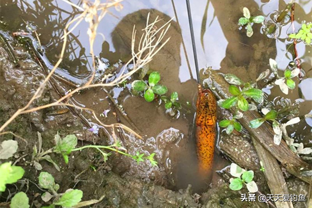 野生黄鳝用什么东西钓黄鳝,野钓黄鳝的正确方法