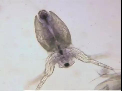 污泥镜检操作方法,污泥检测项目及标准有哪些呢