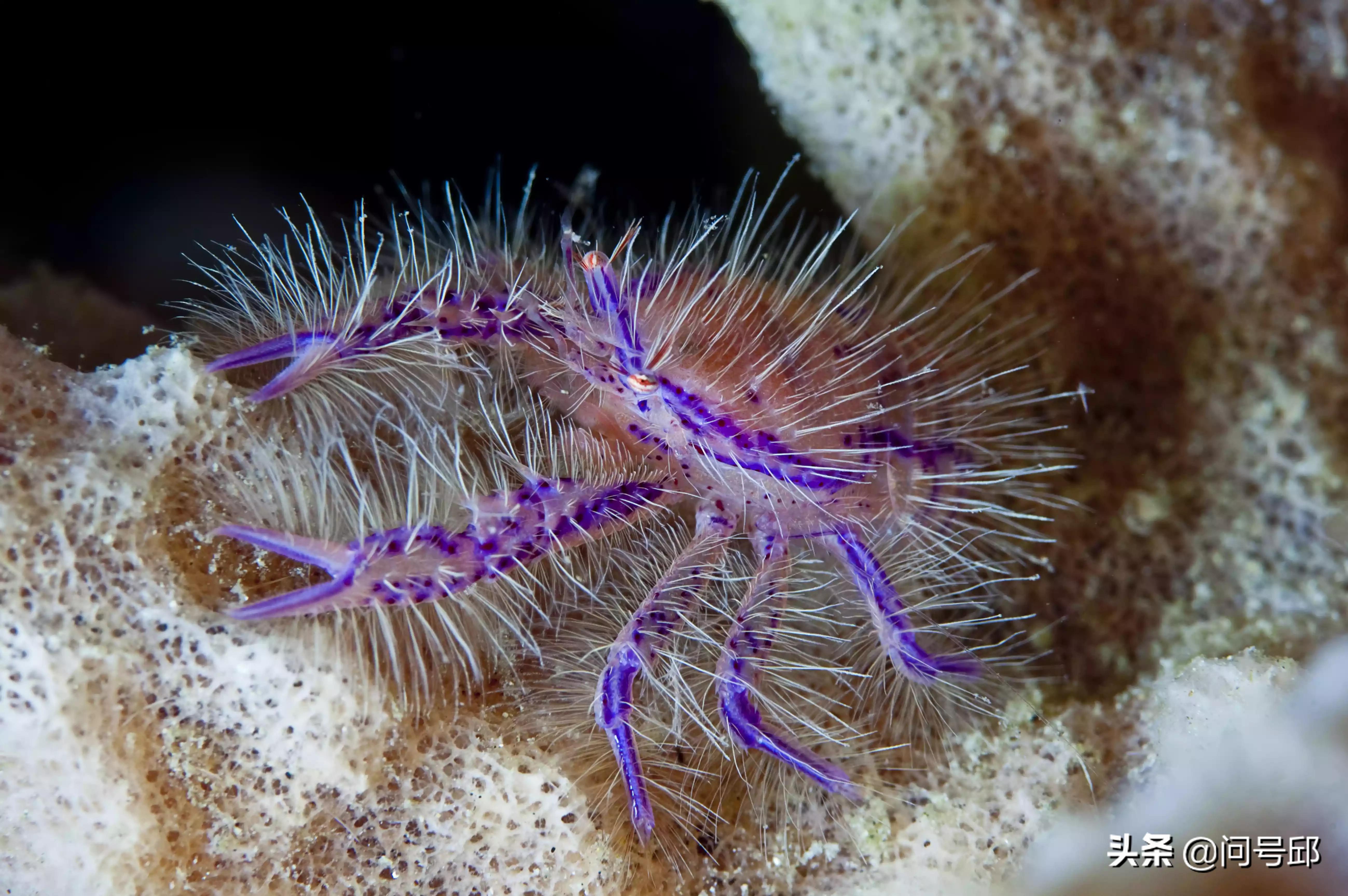 100只很奇怪的螃蟹,很多奇怪螃蟹
