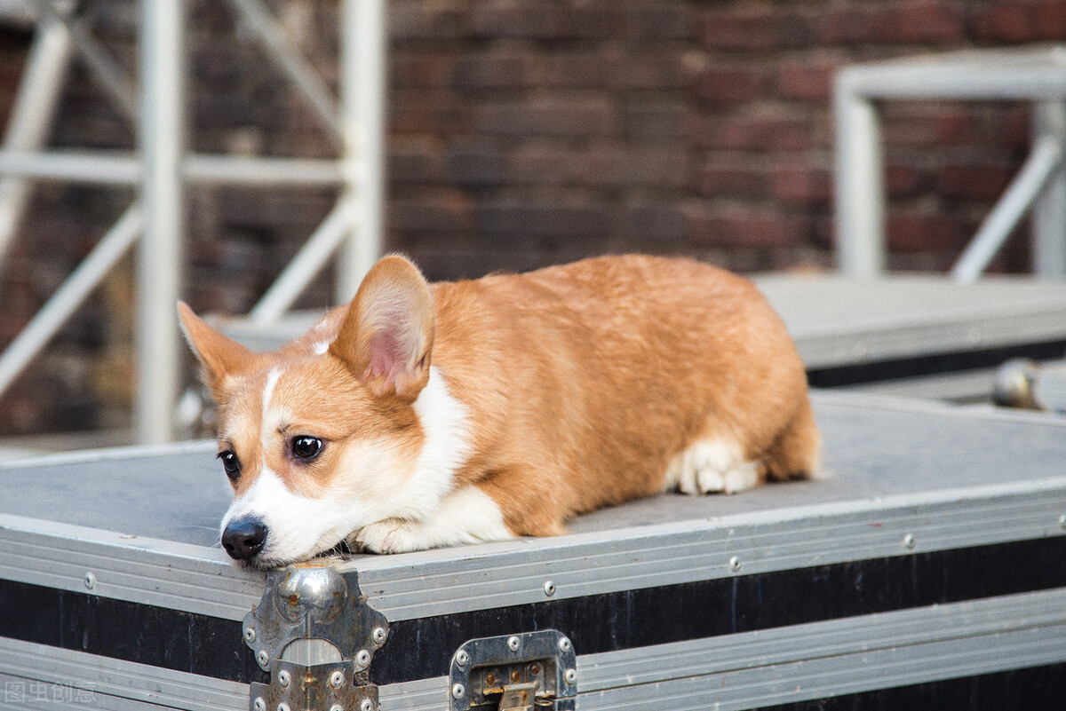 狗拉水吃什么药最好,狗不吃饭拉水怎么办