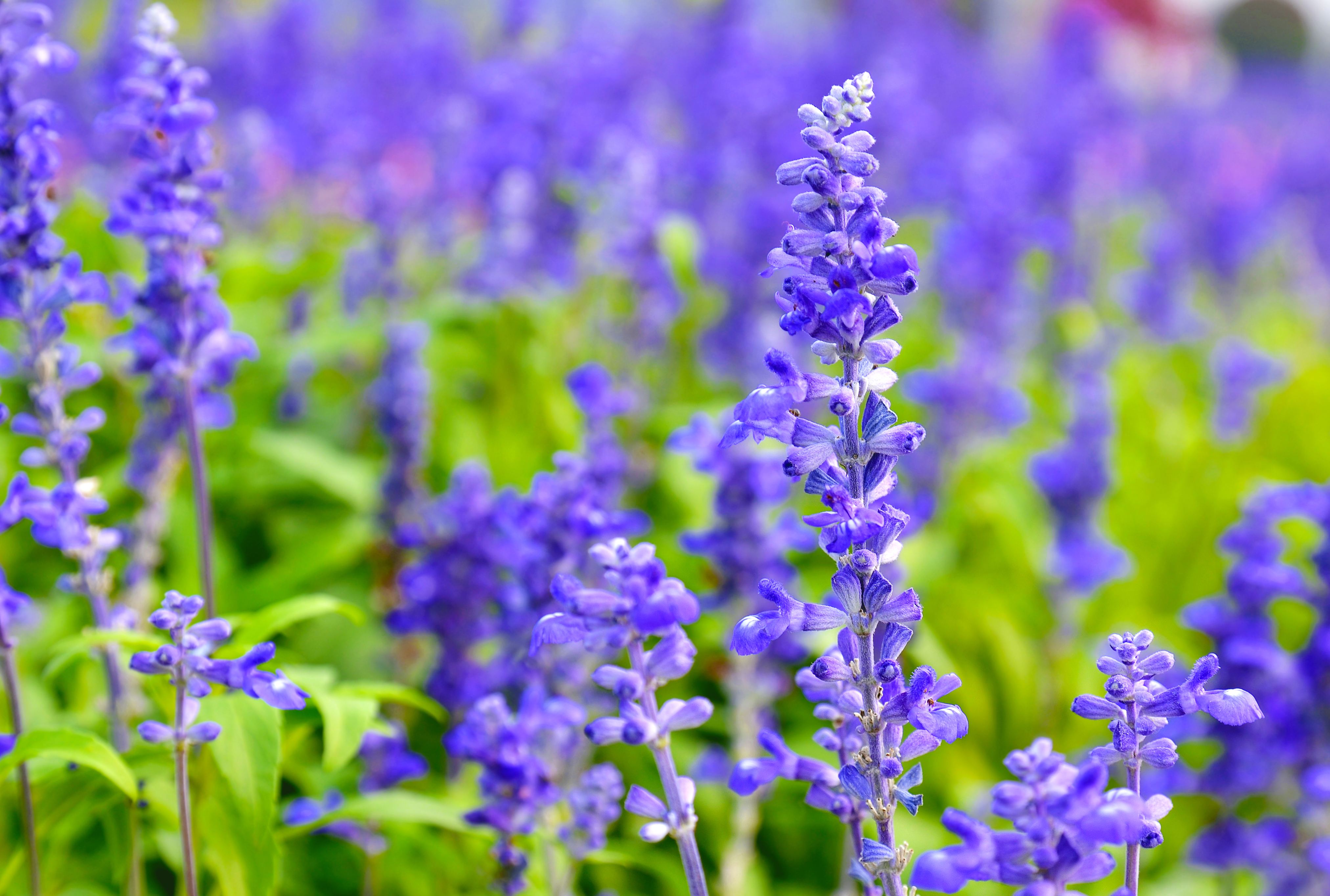 去薰衣草庄园来一场梦幻之旅,推荐一个好地方薰衣草庄园