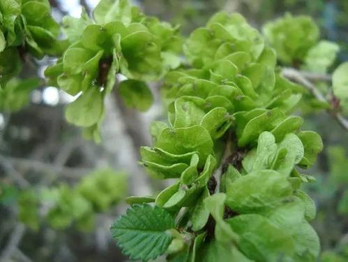 舌尖上的中国百年相传美食,舌尖上的中国美食教材书