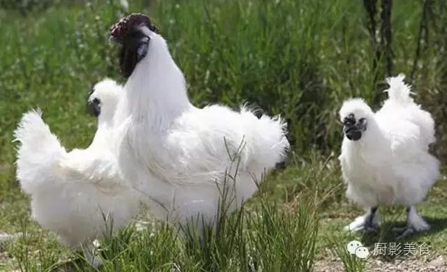 全世界的鸡都在这了，有你认识的吗？