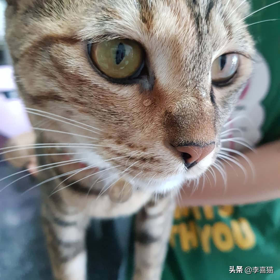 辟谣猫咪并非黑夜都能看得清,猫咪流泪跟猫粮有关吗