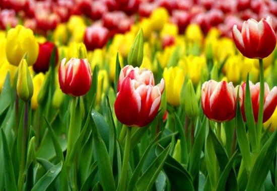 刚买的郁金香叶子发黄怎么恢复,郁金香叶子发黄怎么回事水培