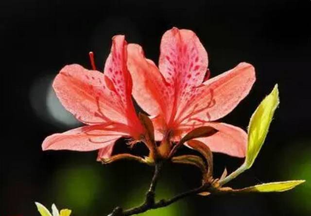 中国十大名花你认识几种呢,中国十大名花你喜欢哪种呢