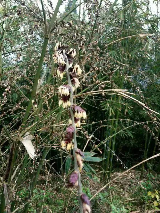 竹子开花，百年难遇的奇闻怪事，生命的最后绽放