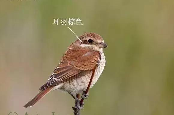 伯劳鸟饲养,没睁眼的伯劳怎样饲养