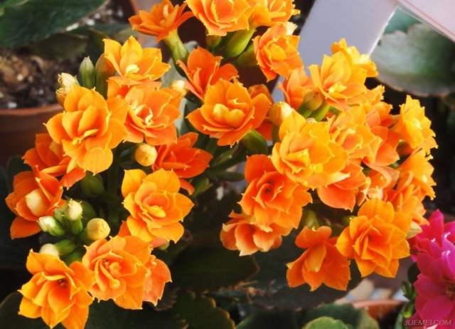 北方冬季地栽花卉,北方如何养护鲜切花