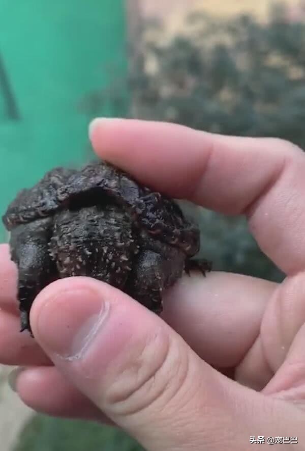 鳄龟一逗它就撅屁股,鳄龟被逗了为什么会翘屁股