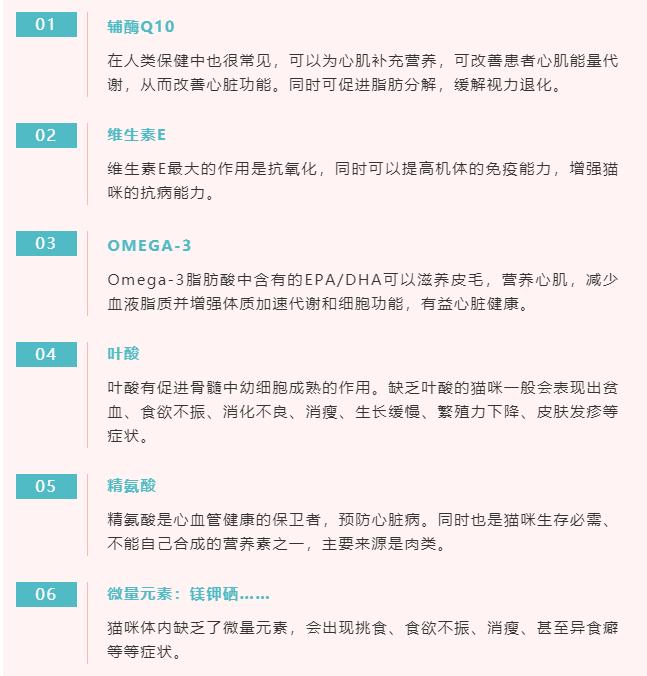 2分钟,夺走小猫咪的命