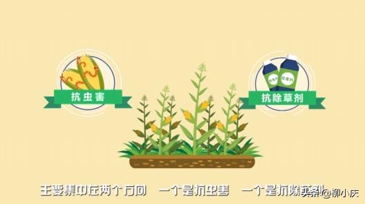 转基因玉米是不是伪命题,转基因玉米引起的风波