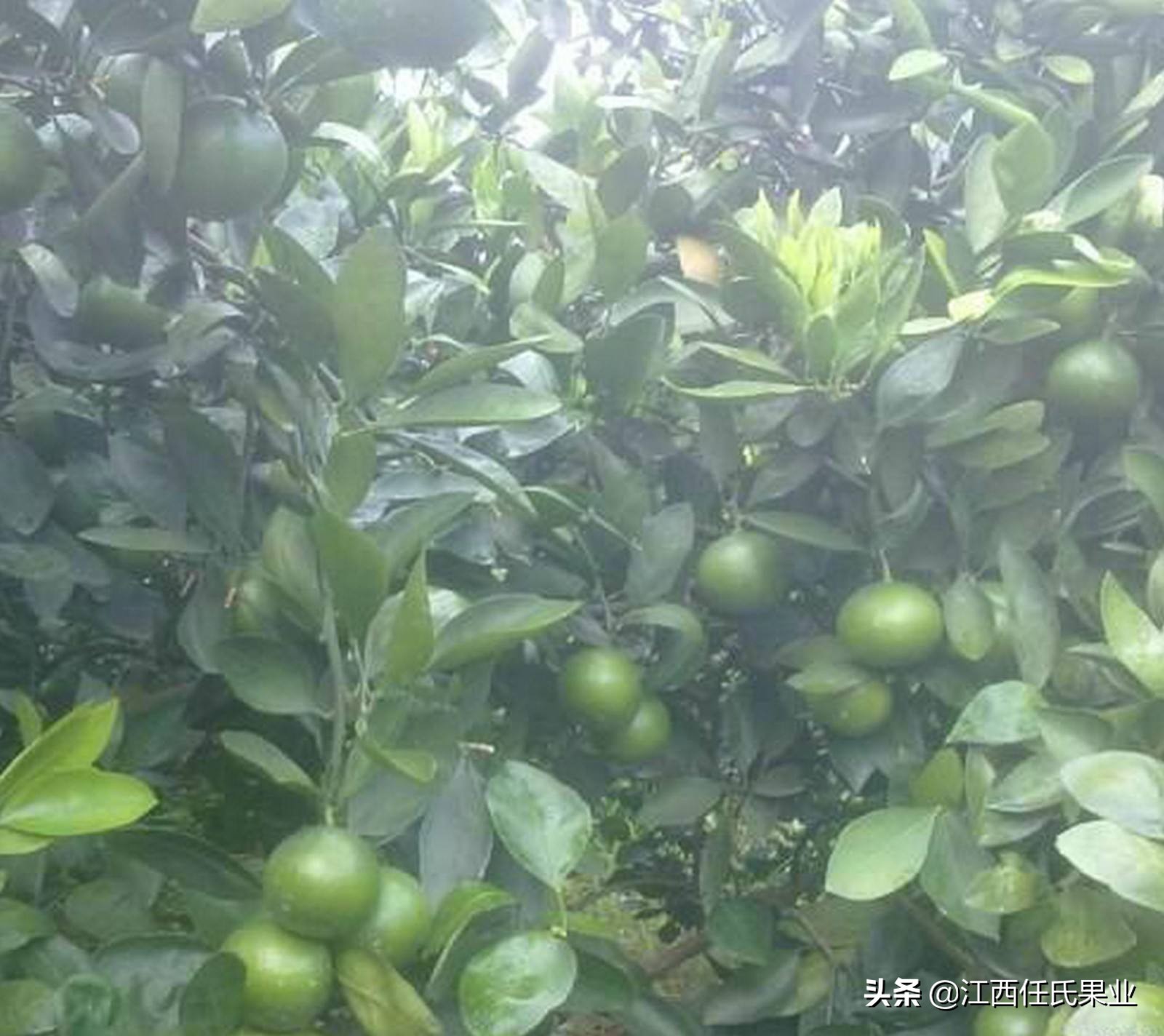 泰国红宝石青柚苗适合生长的环境,江西种植泰国红宝石青柚成功了吗