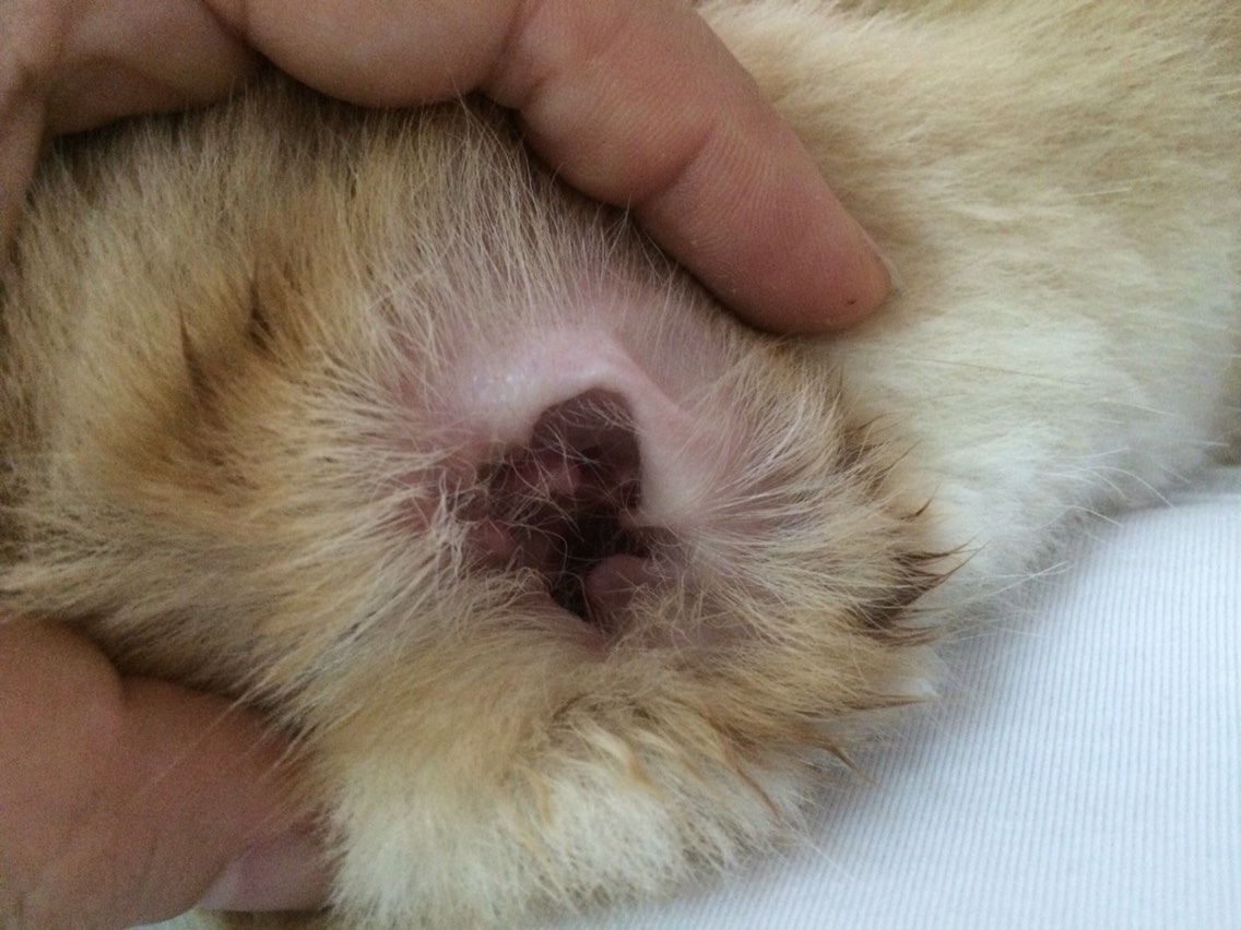 牧羊犬的体味重吗,德牧牧羊犬体味大吗