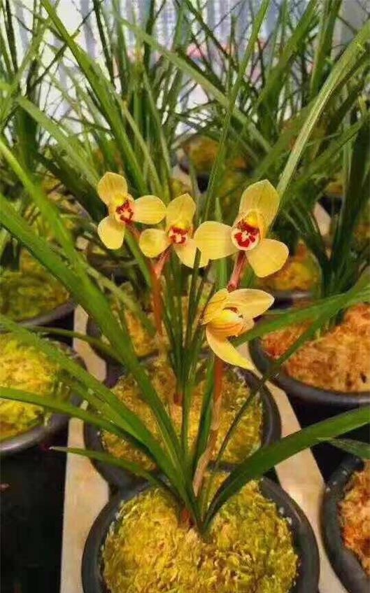 保山莲瓣兰名品有哪些,保山莲瓣兰与贵州莲瓣兰对比