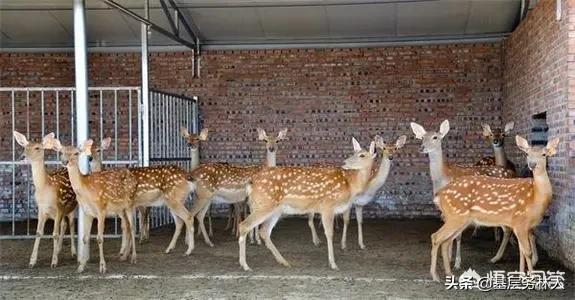 如何办理野生动物保护证,陆生野生动物人工繁育许可证办理