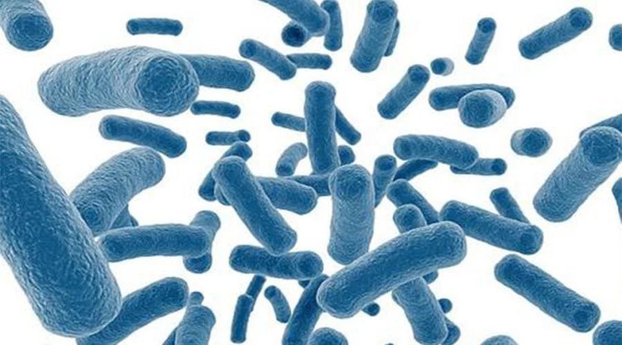 猫吃哪款益生菌比较好,猫用益生菌和人用的益生菌